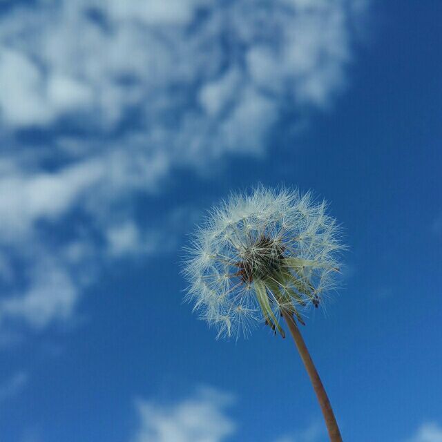 1515165 lilo(玲珑)