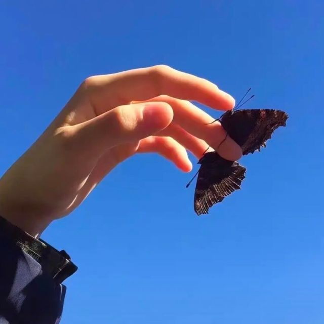 1517401 城南花已开