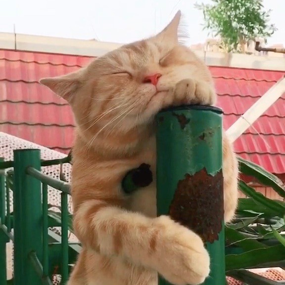 1517730 猫，