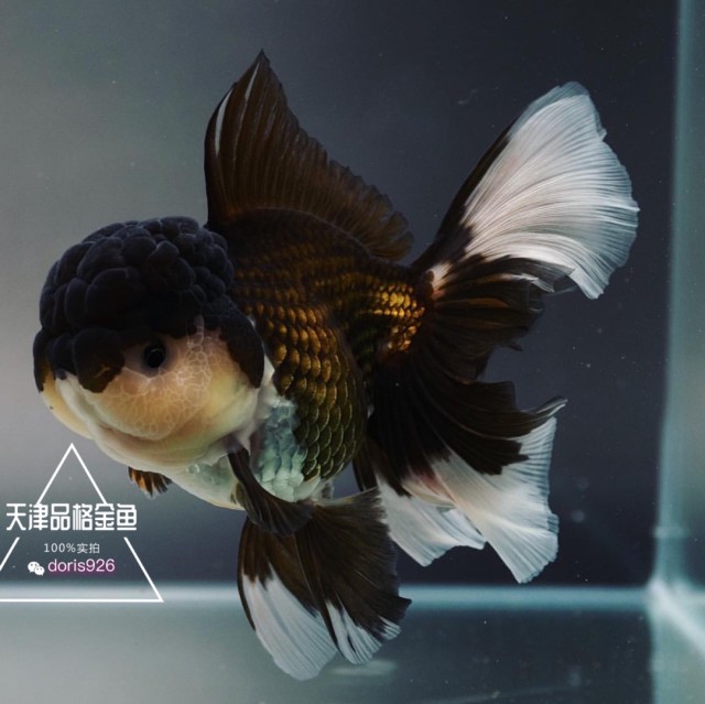 1522155 Doris.⒐月