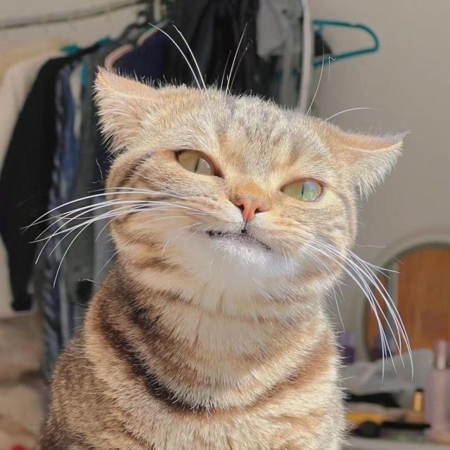 1524030 沙滩梧桐