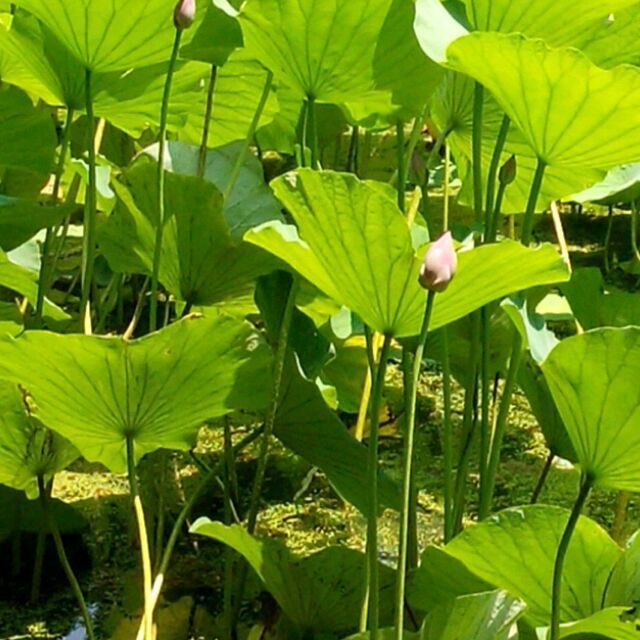 1528237 云水悠悠