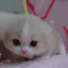 1528858 ╰始终又轴又缺.