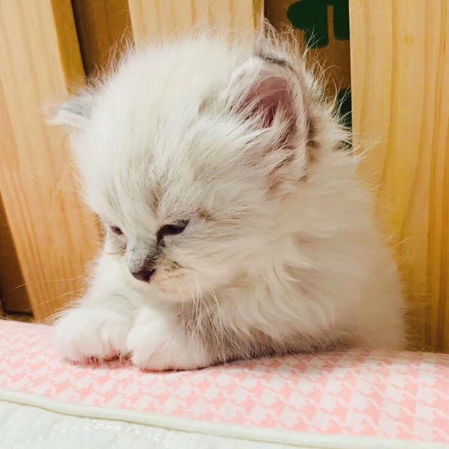 1529731 蕾