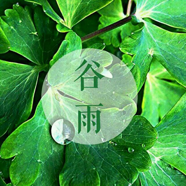 1530318 落叶的花瓣