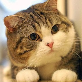 1532073 加菲猫