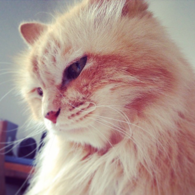 1533475 猪咕咕