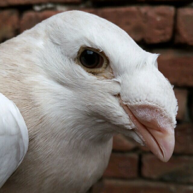 1536424 