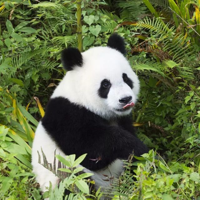 1538273 皮卡丘
