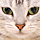 1539111 DON