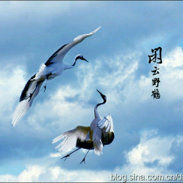 1539681 闲云野鹤