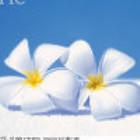 1540442 Sandy