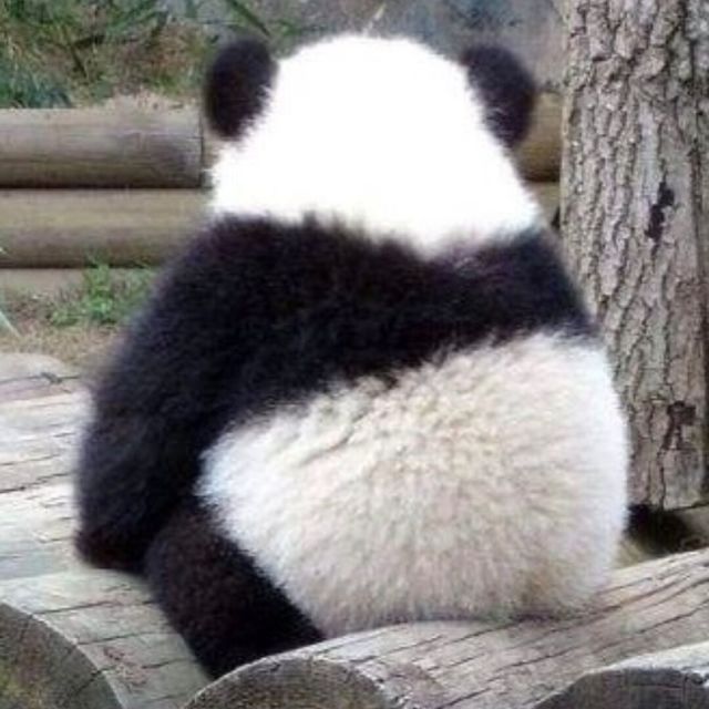 154289 球球