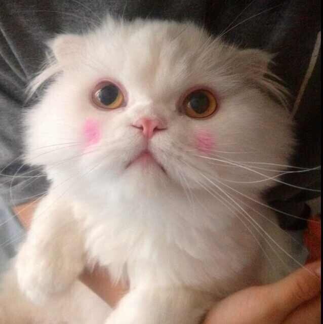 1543640 孙老虎