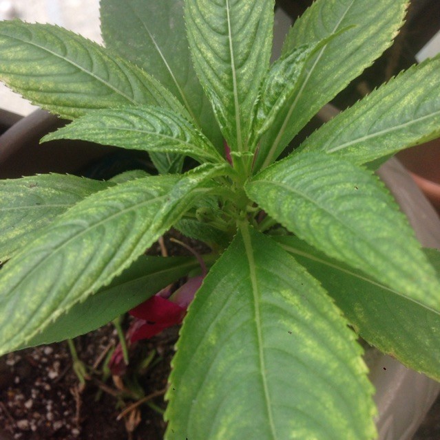 1547039 程禾