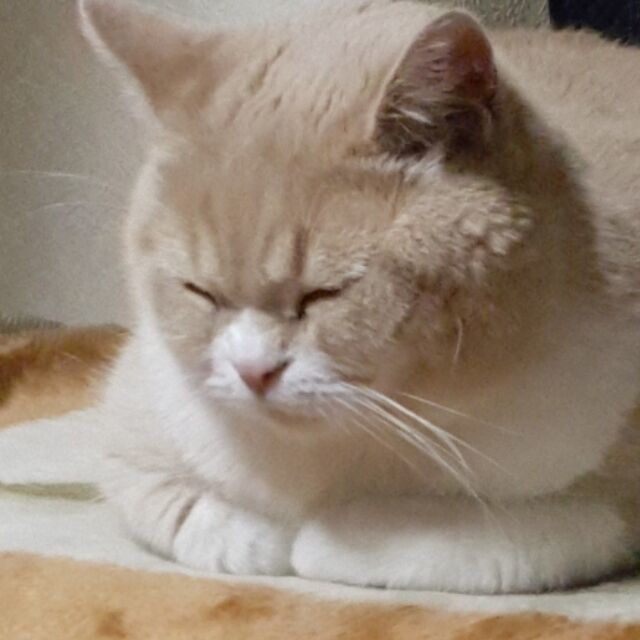 1547474 皮特狗