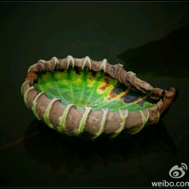1547617 闲情偶寄