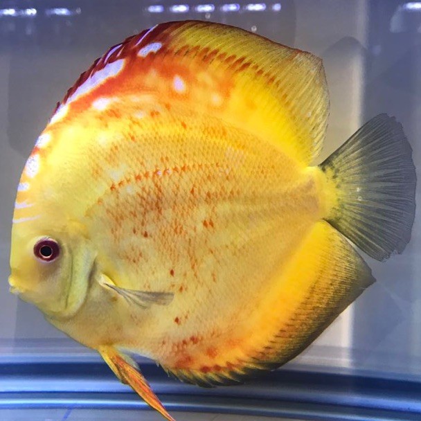 154992 格格