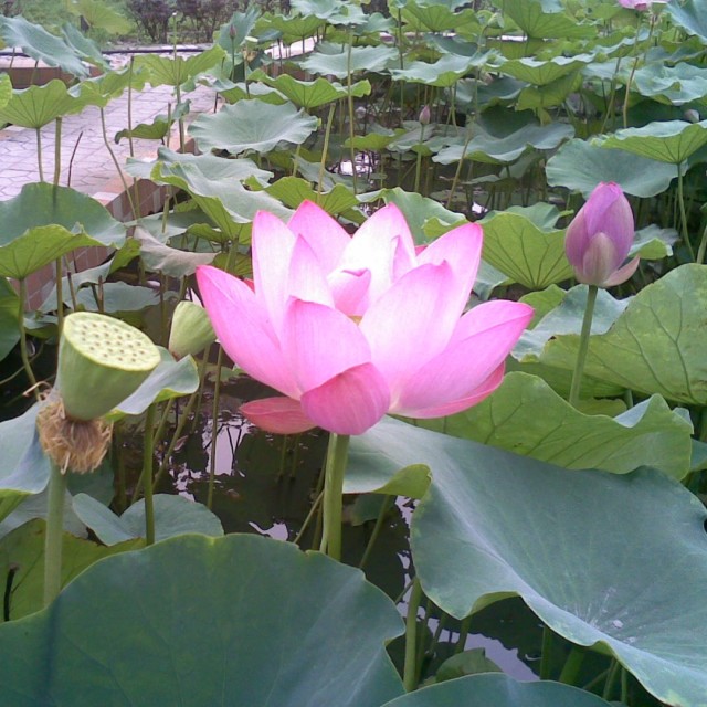 1550503 boy老了