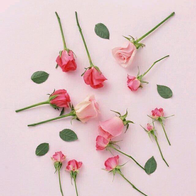 1550836 青菜头