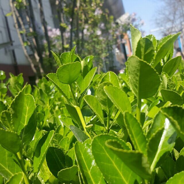 1552044 王