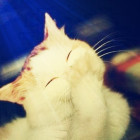 1553700 ~不沾荤腥的猫~