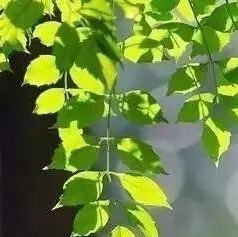 1555546 娅娅