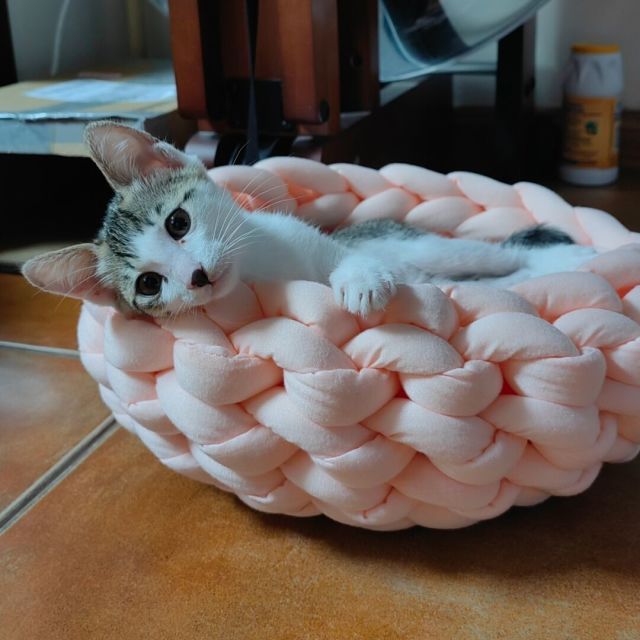 1555903 大脸猫