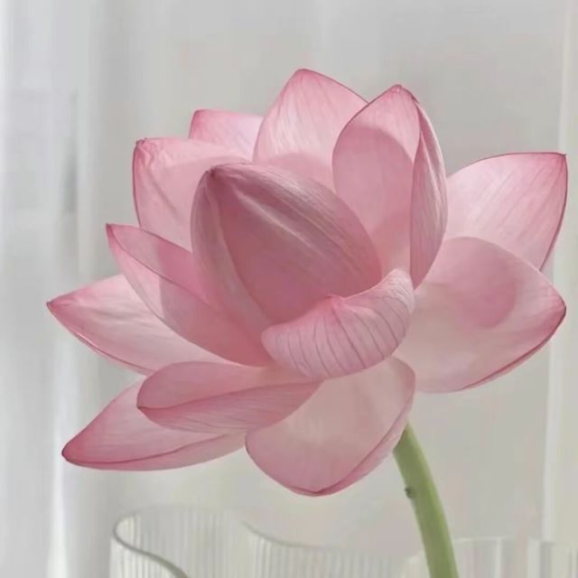 1560140 仙儿