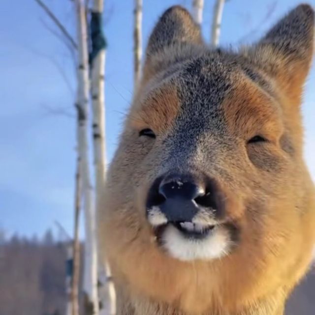 1567316 袋熊