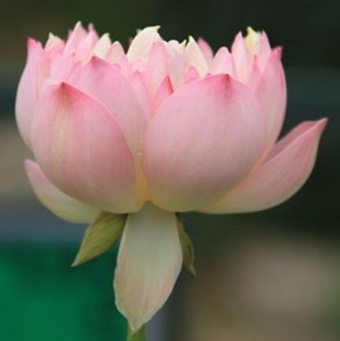 157000 荷花姐姐