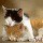 1573353 牛奶猫