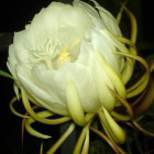 1575458 昙花现雨枝恋