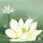 1576243 水淼淼