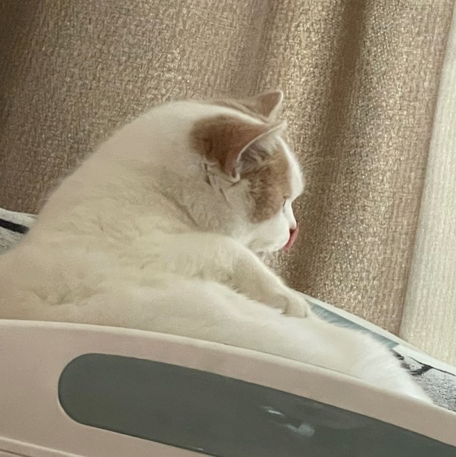 1576958 翩翩ミ舞