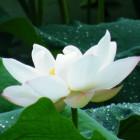 1578558 福气-林