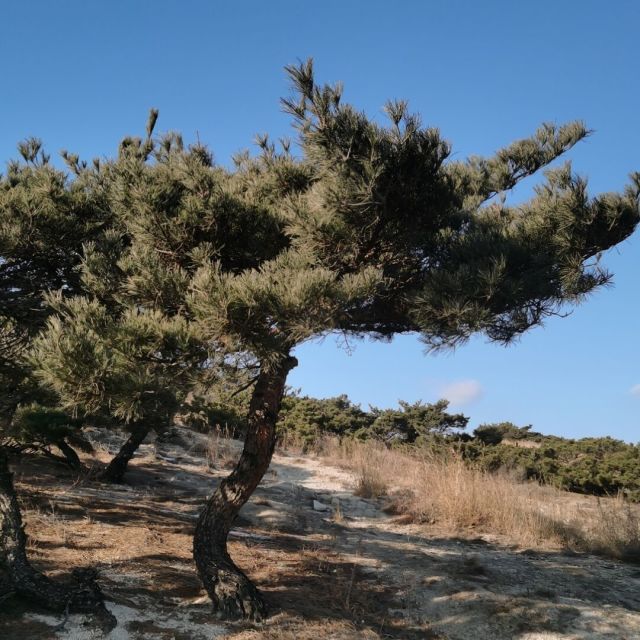 1579358 听海