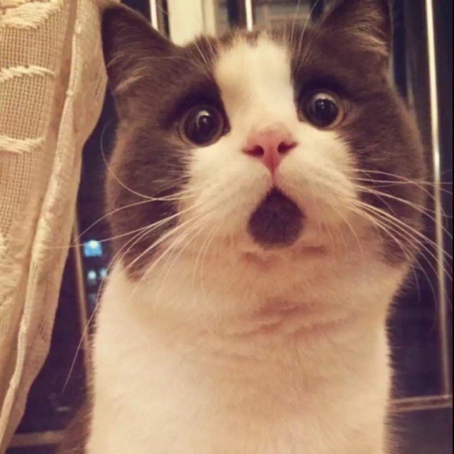 1579640 猫猫