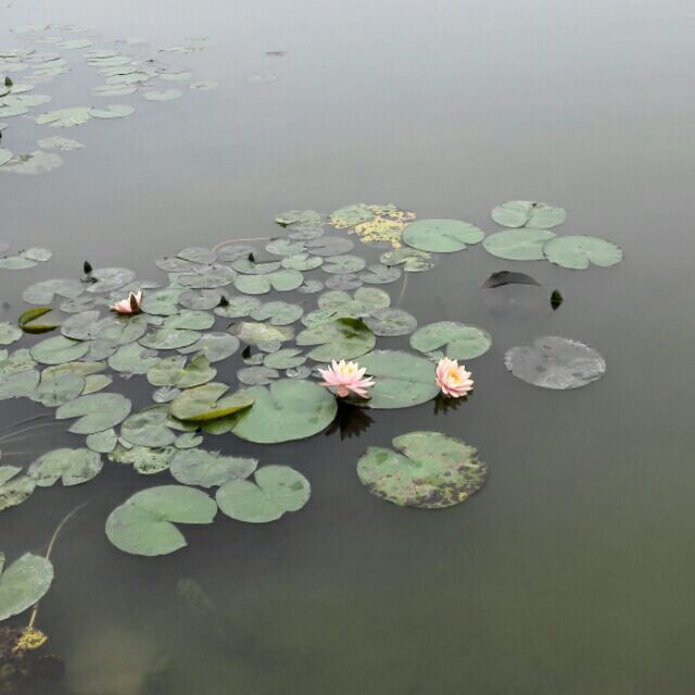1582034 月色升起