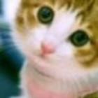 158215 ╰懦夫猫