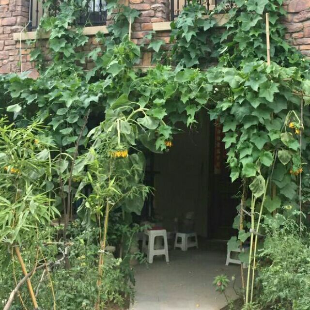 1582160 草鞋