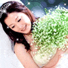 1583531 菊香茉莉