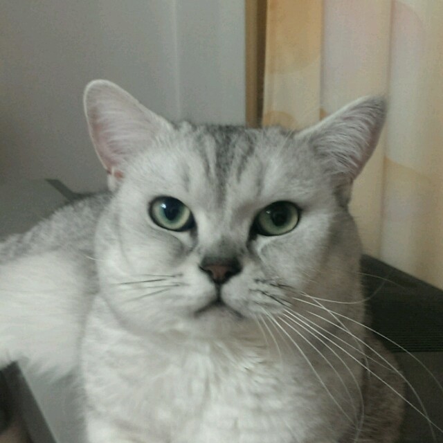 1584753 猫老二我老三