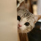 1585550 咖啡猫