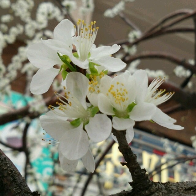 1588038 斑斓