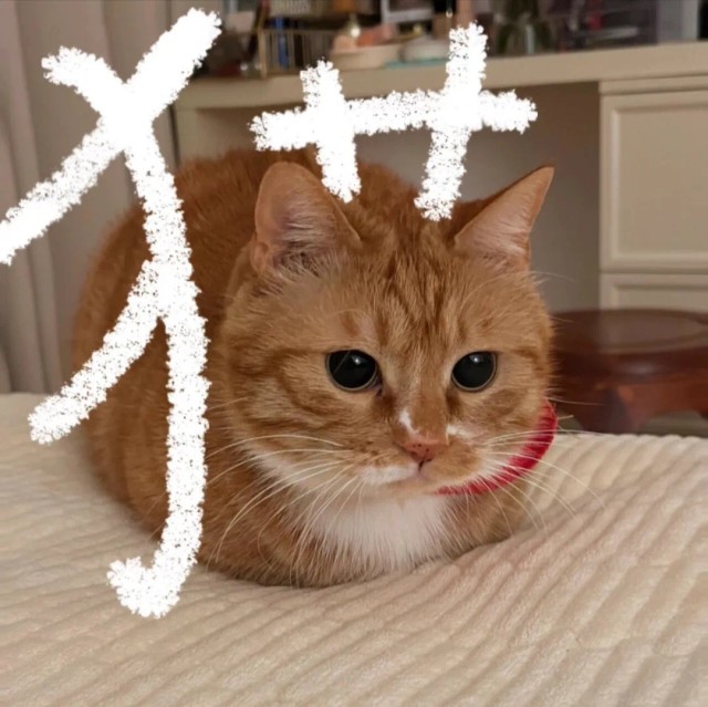 1590409 Kumazui