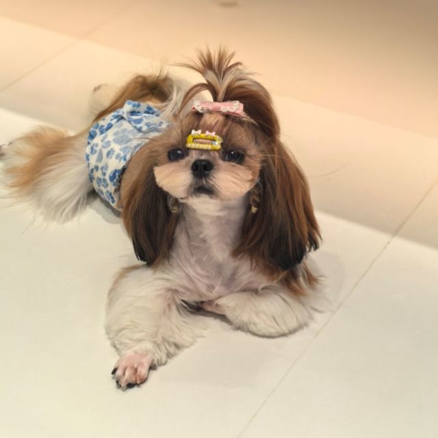 1591088 九斤妈咪