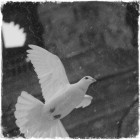 1598255 QQ2013