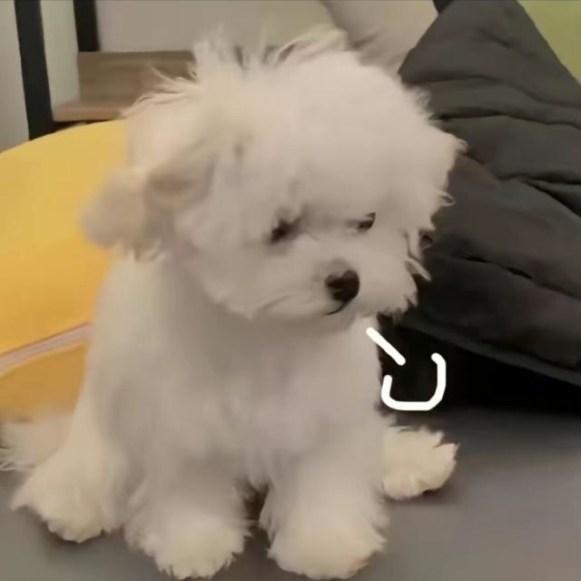 1599550 雪儿