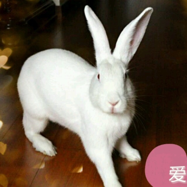 1605787 草莓雪